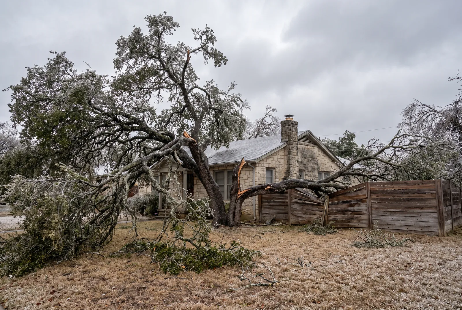 Live oak with snapped, ice-coated limbs on a winter lawn after a Central Texas ice storm, a fallen limb across a cedar fence